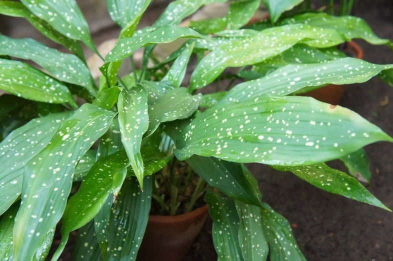 Аспидистра высокая, Aspidistra Elatior, или комнатное растение с пятнистыми листьями в горшке
