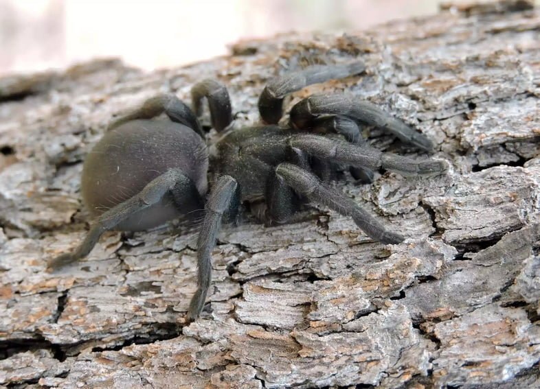 Cиднейский лейкопаутинный паук в Австралии