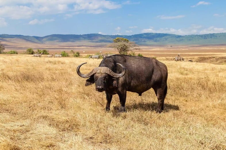 Африканский буйвол в Танзании, Восточная Африка