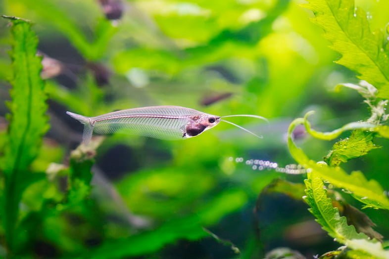 Двуусый индийский стеклянный сомик (Kryptopterus bicirrhis) – уникальная прозрачная пресноводная рыба в аквариуме. Подводное фото крупным планом рыб среди зеленых водорослей. Видны позвоночник и кости