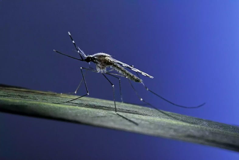 Anopheles maculipennis (малярийный комар)