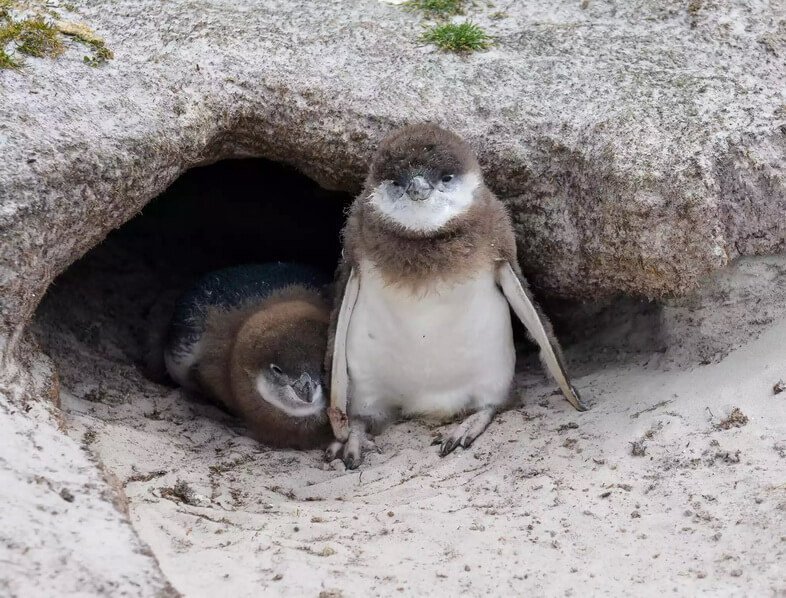 Птенцы магеллановых пингвинов выглядывают из норы своего гнезда в ожидании возвращения родителей с едой.