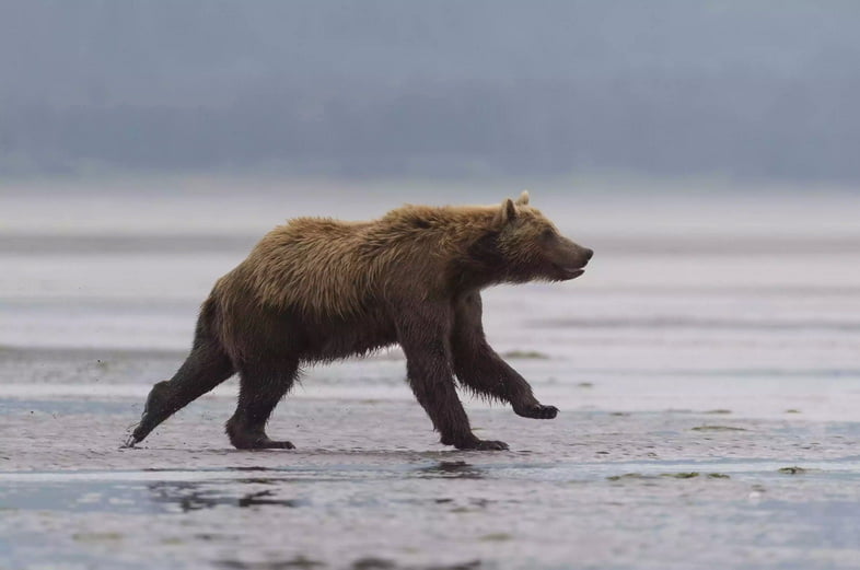 Медведь гризли бежит по мокрой земле