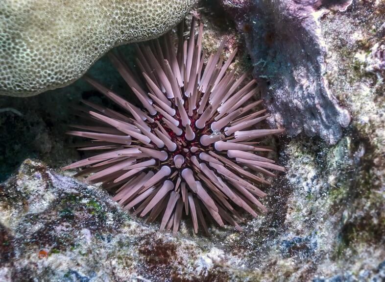 Морской ёж, семейство Echinometridae, Echinometra mathaei, подводный Большой остров, Гавайи