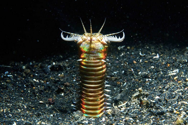 Пурпурный австралийский червь с открытыми челюстями вылез на пять сантиметров из песка.