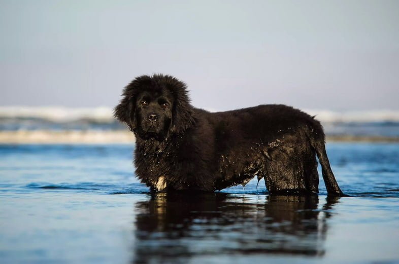 Вид сбоку портрет собаки породы ньюфаундленд в море против неба