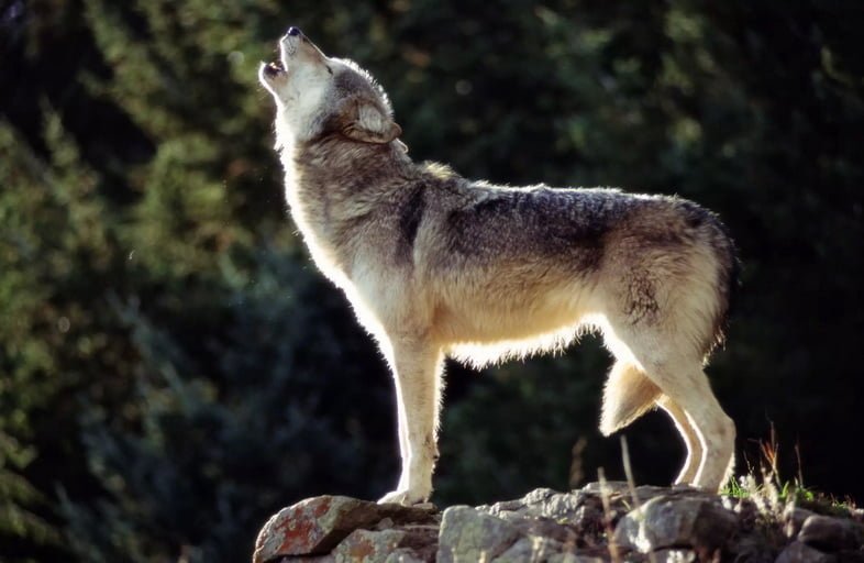 Воющий серый волк
