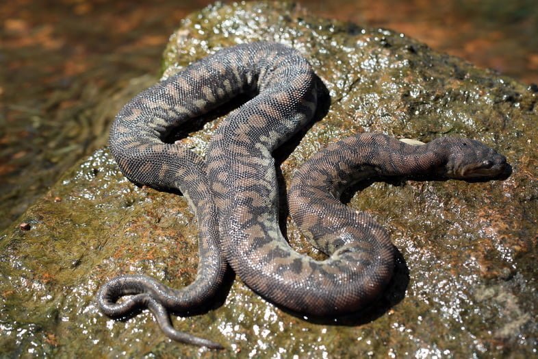 Арафурская бородавчатая змея незаметна под водой