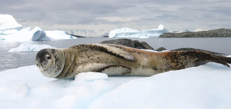 Морской леопард лежит продольно на боку на льдине и смотрит в камеру.