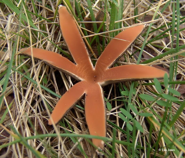 Темно-коричневый звездообразный гриб, расположенный в сухой траве
