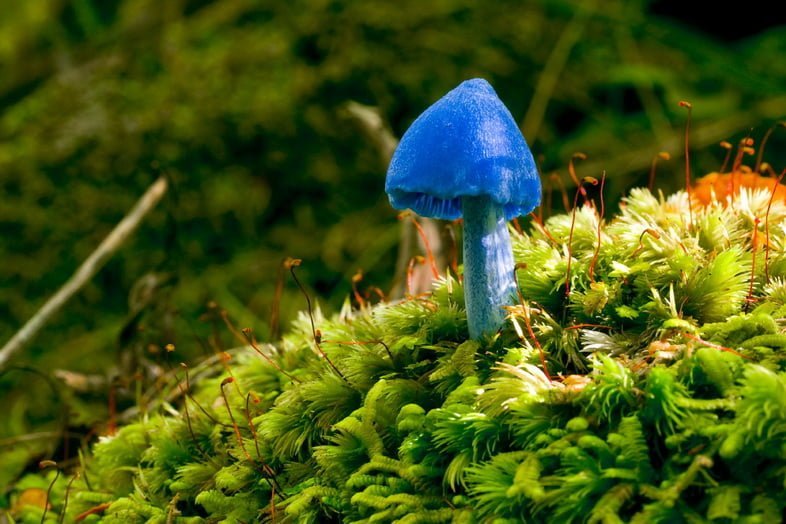 Ярко-голубой гриб с большой шляпкой, торчащий из причудливого зеленого мха