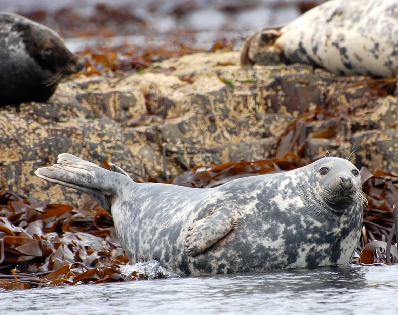 Длинномордый тюлень лежит у кромки воды в ламинарии, смотрит в камеру.