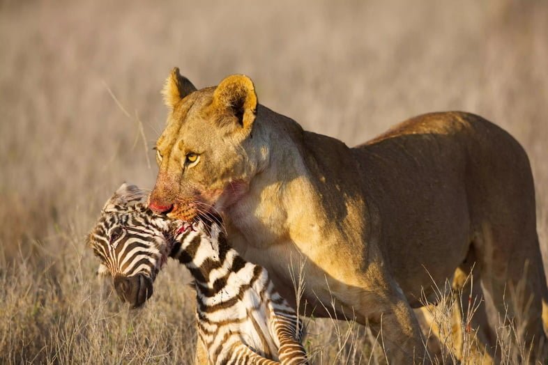 Львица с окровавленным носом и пастью несет за шею мертвого детеныша зебры.