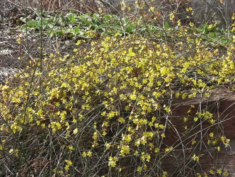 Сотни маленьких желтых цветков растут среди тонкой спутанной массы древесных кустов жасмина голоцветкового.