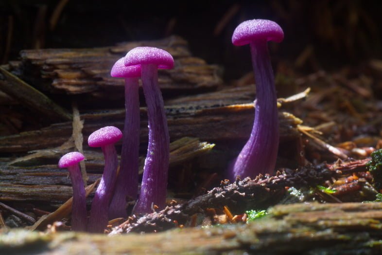 Длинные ярко-пурпурные грибы с шляпками торчат из влажного подлеска
