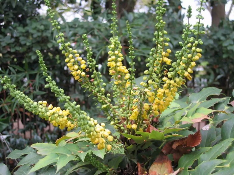 Зеленые и желтые цветы магонии Биля растут на клумбе из зеленых листьев.