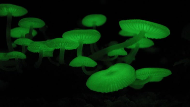 Ярко-зеленые грибы мицена хлорофос светятся в полной темноте