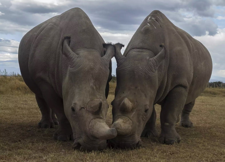 Наджин и Фату, два последних существующих северных белых носорога