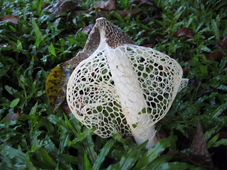 Бамбуковый гриб с нежной белой кружевной вуалью, известный как «дама в вуали»