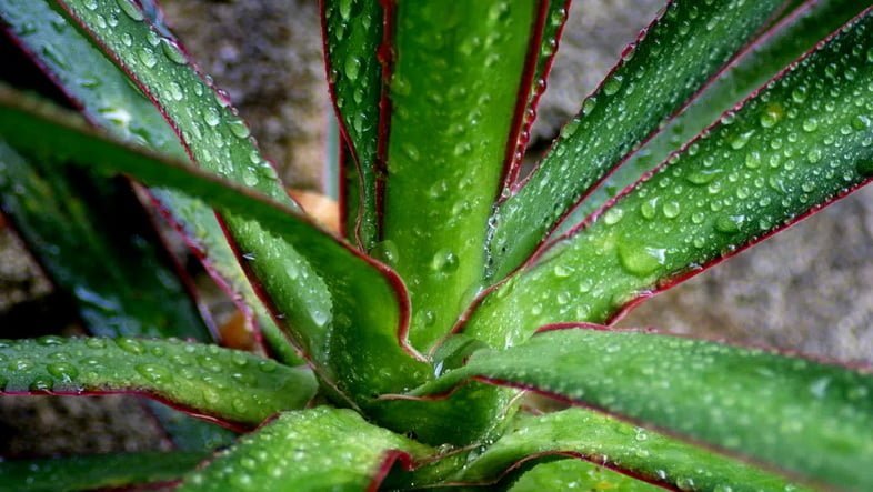 Домашнее растение с каплями воды на листьях крупным планом