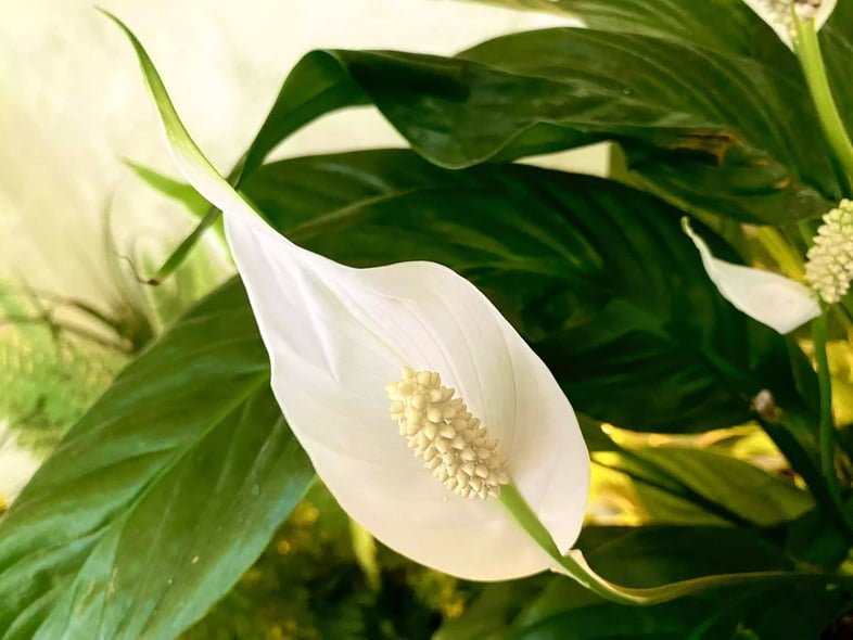 Крупным планом цветение спатифиллума Уоллиса