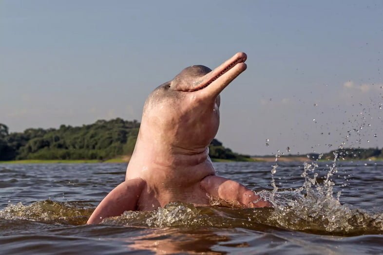 Розовый амазонский дельфин появился из воды