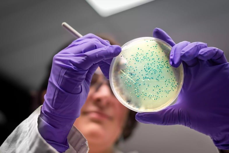 Исследование пластины с бактериальной культурой женщиной-исследователем в микробиологической лаборатории