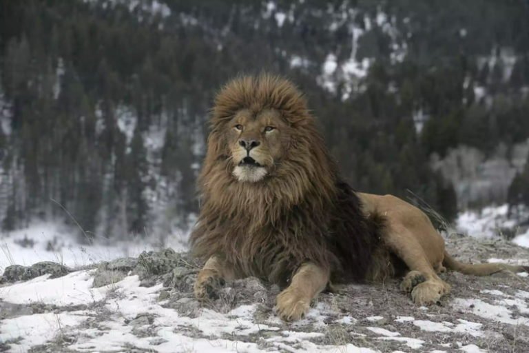 Фото берберийского льва