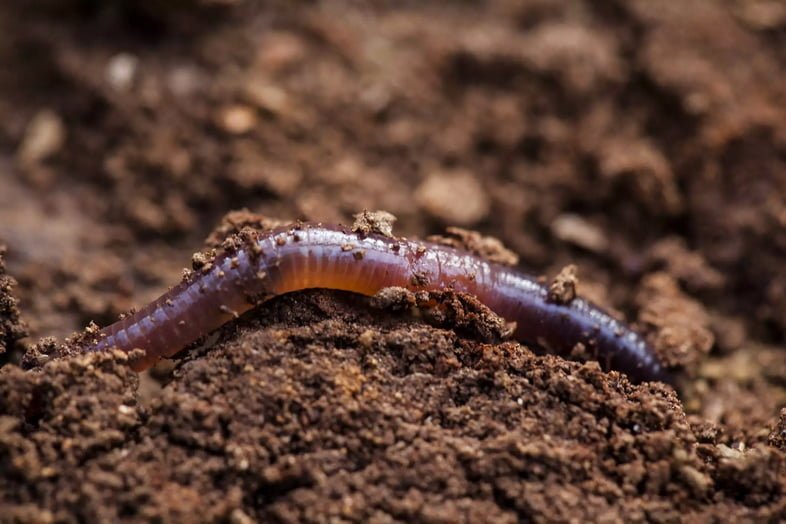 Дождевой червь копается в почве