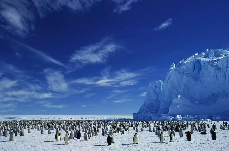 Колония императорских пингвинов на ледяном покрове Антарктиды