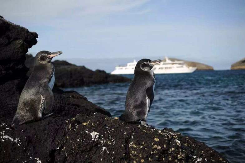 Два галапагосских пингвина сидят на скале, а вдалеке – круизный лайнер