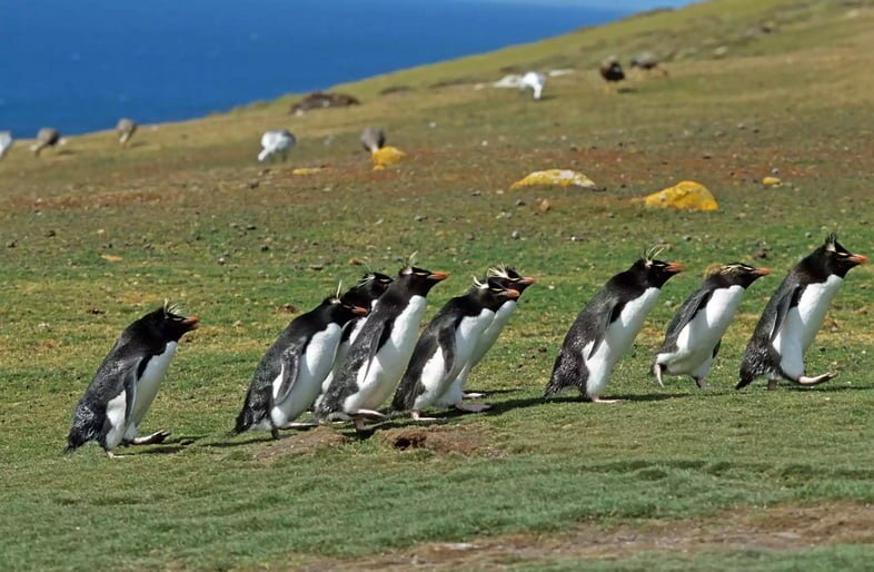 Группа больших хохлатых пингвинов бежит по траве