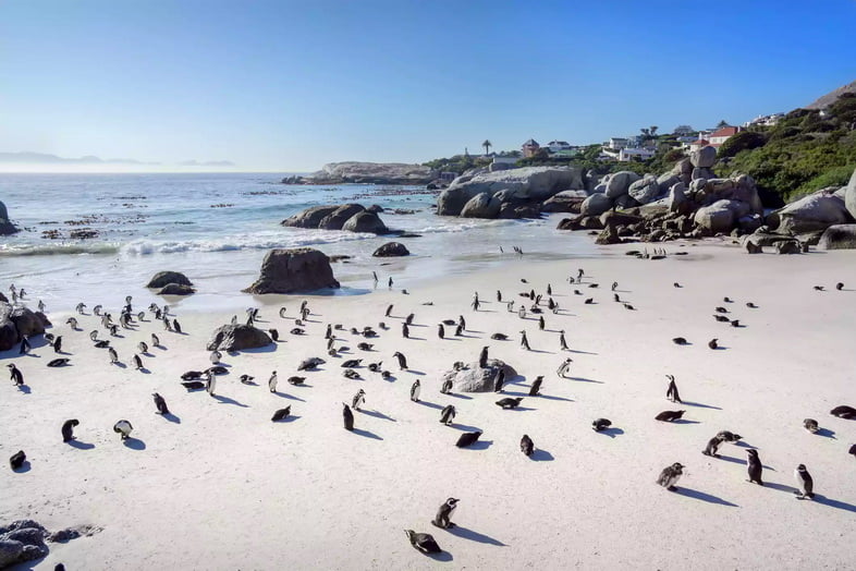 Колония пингвинов на белом песчаном пляже с домиками на заднем плане