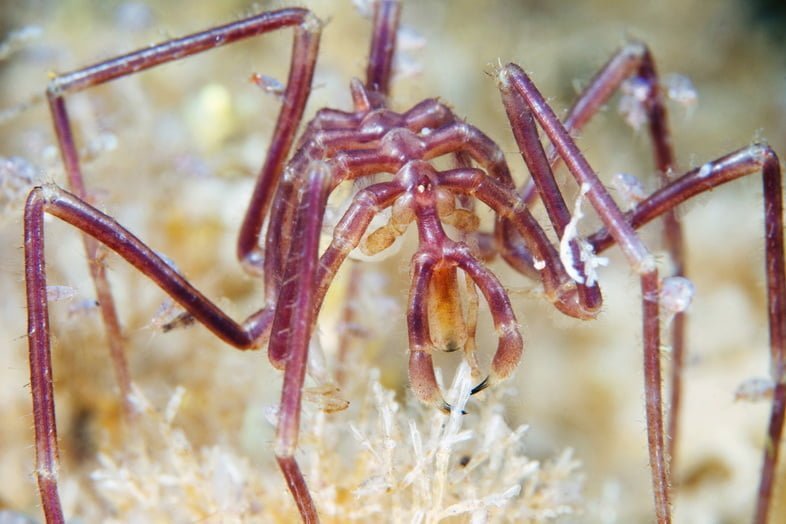 Красноватый морской паук