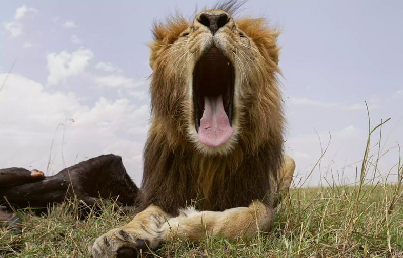 Лев зевает