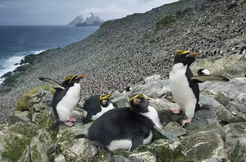 Четыре золотоволосых пингвина на скалистом побережье