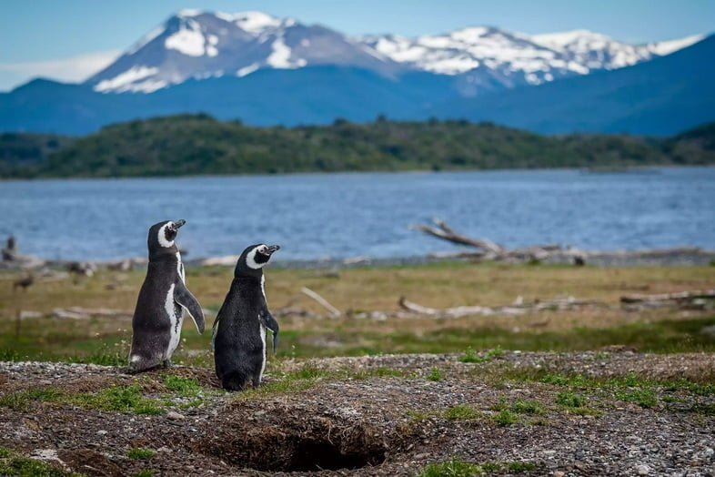 Два магеллановых пингвина сидят на травянистом побережье перед водоемом и видами на горы.