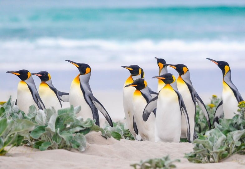 Группа королевских пингвинов на пляже на Фолклендских островах
