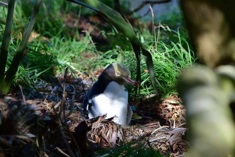Пингвин с желтыми перьями на голове сидит в гнезде в лесу