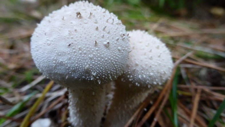 Два белых гриба дождевика на мокром поле
