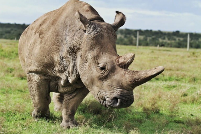 Носорог фото животного в хорошем качестве