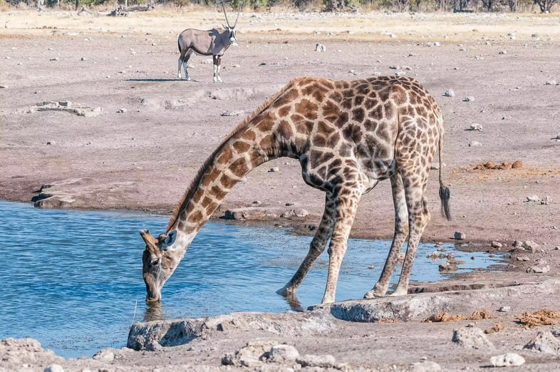 Жираф пьет из водоема.
