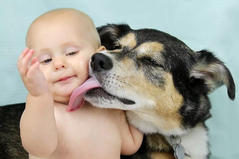Собака лижет щеку ребенка