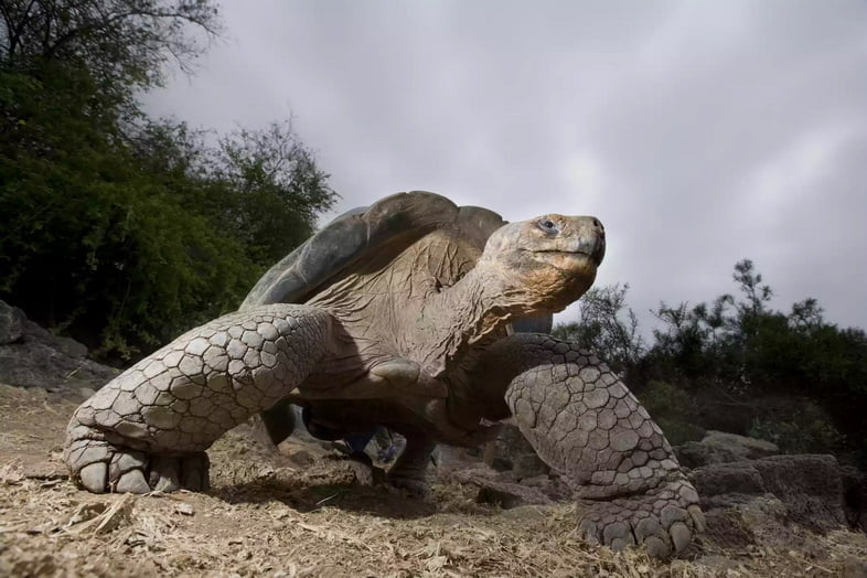 Гигантская галапагосская черепаха