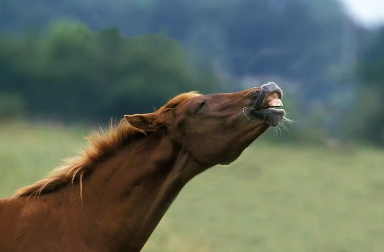Коричневая лошадь вытягивает шею, высоко приподнимая голову и показывая верхние зубы