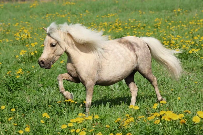 Белая фалабелла маленькая лошадь рысью бежит по лугу, полному одуванчиков
