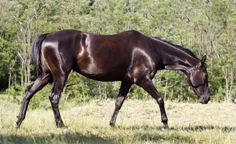 Профиль темно-коричневой лошади с блестящей шерстью