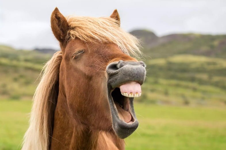 Крупным планом морда лошади с открытым ртом, показывающая мелкие зубы