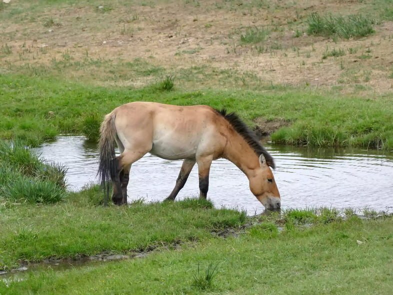 Светло-коричневый конь Пржевальского наклоняется, чтобы попить воды в окружении зеленой травы