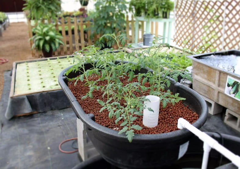 Растения томатов в системе аквапоники с использованием гидропоники
